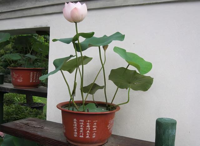 碗莲的种植方法，碗莲的种植方法水培视频教程（碗莲都这样种，开花多，病害少）