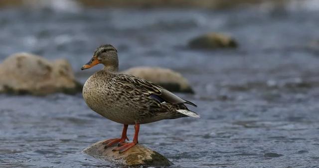 野鸭的种类有哪些，野鸭子有哪几种（TA就是野鸭中最靓的仔）