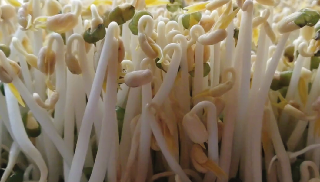 發綠豆芽步驟圖 4天就能吃 又粗又壯好吃更安全-起舞食譜網