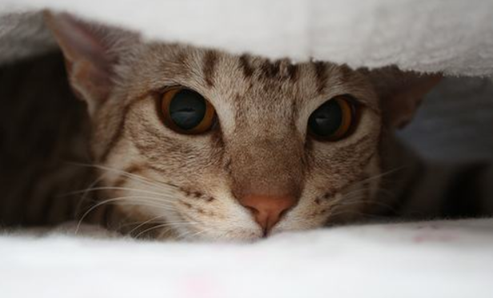 猫咪乱拉屎的原因，猫咪为什么突然到处大小便（常见的5种引起猫咪腹泻的病因）