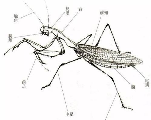 以身相许还是以身饲你，致命爱人