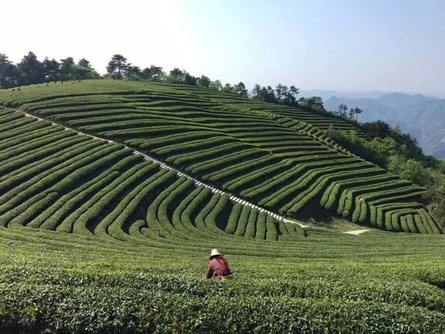 三和茶的功效或作用，三和茶是什么（用一颗爱茶之心）