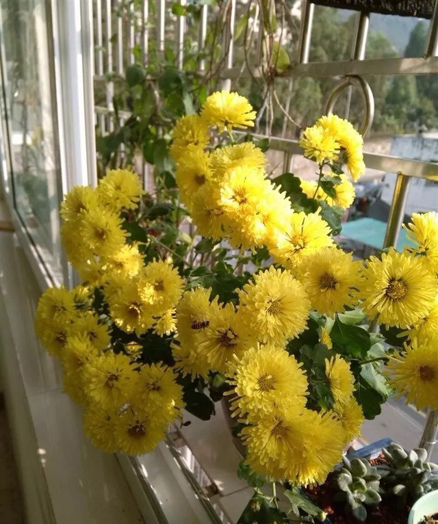 芦荟饮料都有哪几种，芦荟饮料都有哪几种牌子（“大病小病”都走光）