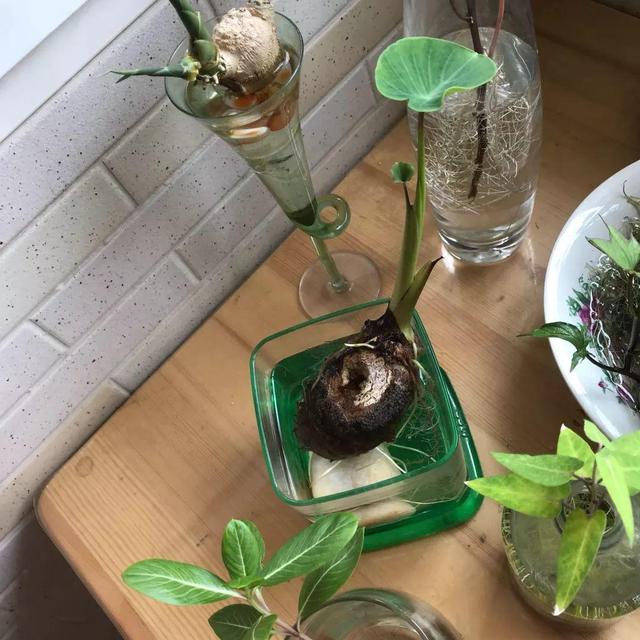 平菇种植最简单方法，平菇种植最简单的方法（喷喷水就能长）