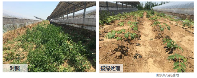园林绿化杂草处理，园林除杂草，怎样省钱又省力