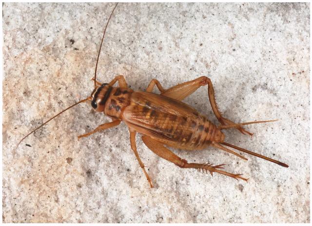 守宫吃什么，守宫能吃蔬菜和水果吗（守宫为什么要吃钙粉）