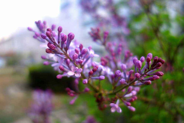 丁香花的寓意和象征，白丁香象征的寓意（古诗词里的丁香花）