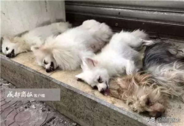 狗吃什么会哑巴