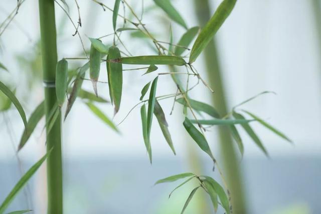 绝句文徵明还是念文微明，绝句作者文征明（57句“竹”诗词：一竿修竹）