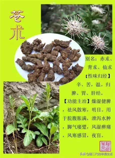 常见中草药图谱，中草药经典图谱（让你知道常用药都长啥样）