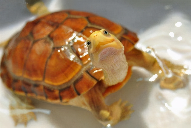 乌龟寿命最长多少年，乌龟的寿命最长有多长（“千年王八万年龟”是真的吗）