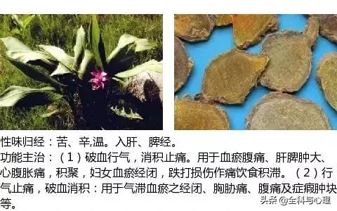 鸡肠风的功效与作用，史上最全中草药图谱