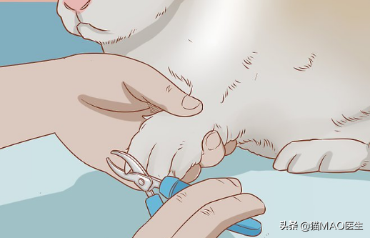 小白兔用什么辨别气味，小白兔的气味是什么味道（邻居小妹抓了一只兔子不知道怎么养）