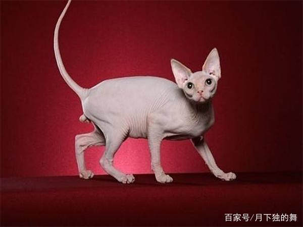 斯芬克(世界上最贵的猫)