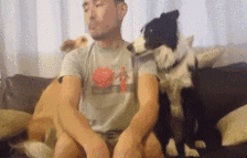 牧羊犬喜欢吃什么，还有这些特性让你又爱又恨