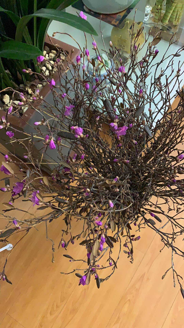 金达莱花中国叫什么花，金达莱花的由来（野外看到4种植物）