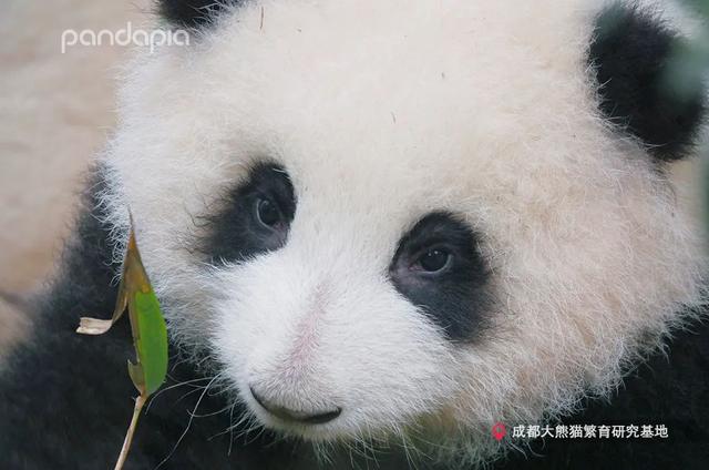 花柄花梗茎的区别，花梗和花茎的区别（一树一树的花花花花花花开）
