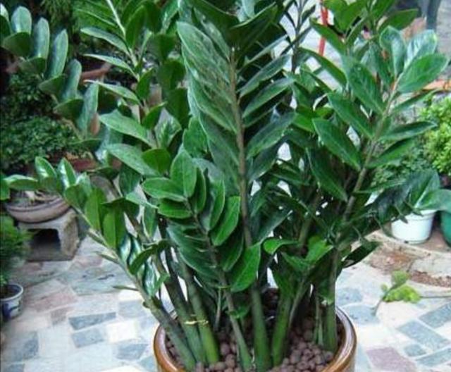 金钱树禁忌摆放位置，客厅金钱树摆放位置（否则植株长势瘦弱）