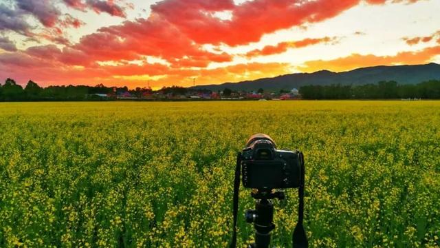 油菜花开的唯美句子有哪些，油菜花开的唯美句子有哪些三年级（金色耀眼，如绚烂花毡）