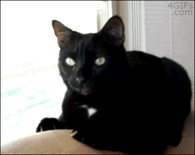 猫可以吃榴莲吗，猫咪讨厌榴莲吗（如果你家猫咪受得住那个味儿）