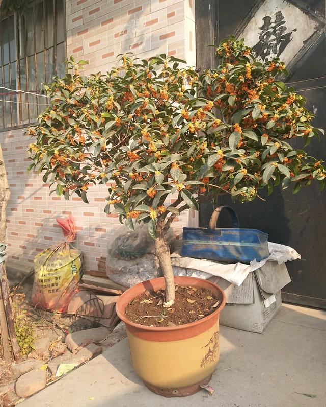 桂花叶尖枯焦是什么原因，桂花叶尖枯焦是什么原因造成的（秋天桂花长势不良）