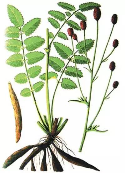 地榆长什么样子的图片,地榆,别名黄爪香,根粗壮,多呈纺锤形,花紫红色