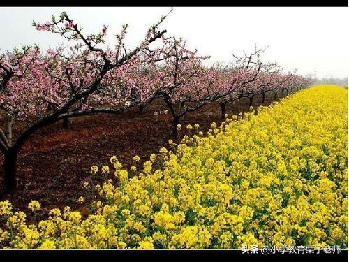 义的结构和部首是什么，“义”字是什么结构（二年级语文《找春天》）