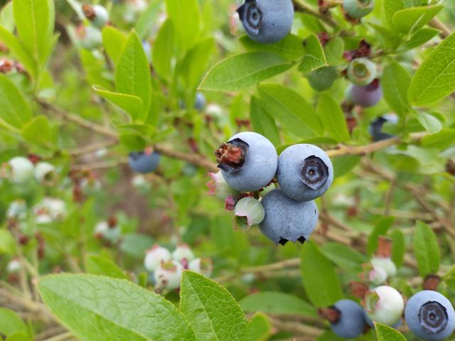 从品种特点上说,蓝莓属于寡肥性果树,而且耐寒,耐热性能都较好;从栽培