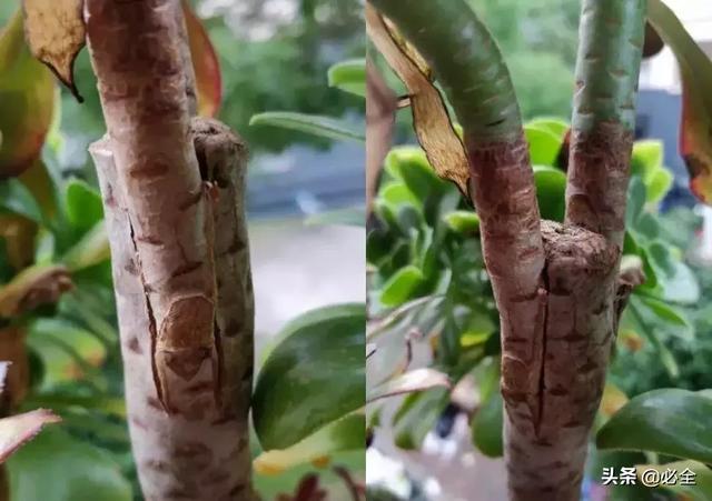 树苗有几种嫁接方法，树苗的嫁接方法（老司机总结的嫁接技术）