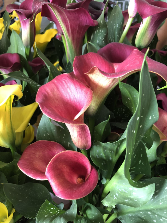 马蹄莲的养殖方法，马蹄莲的养殖方法是什么（还能四季花开不断）