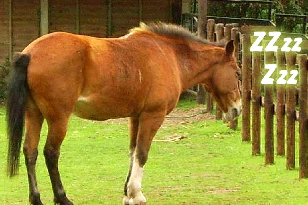 我发现马是站着睡觉的(马的睡觉方式,虽然看着很累,其实大有文章)
