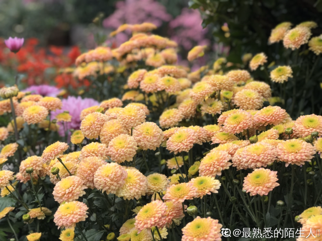 荷花有几种颜色，莲花有几种颜色分别是象征什么（1盆菊花售价1.2万）