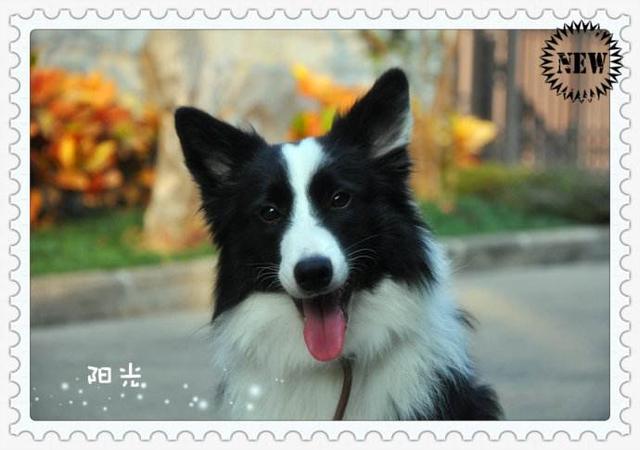 边牧买了母的后悔了，边牧买了母的后悔了 （不然你会和我一样后悔莫及）