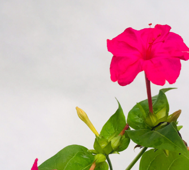紫茉莉（紫茉莉花），农村院里的3种茉莉花（紫茉莉 茉莉）
