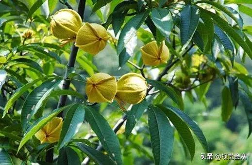 金寨特产，六安金寨特产（大别山里的特产：金寨山核桃）