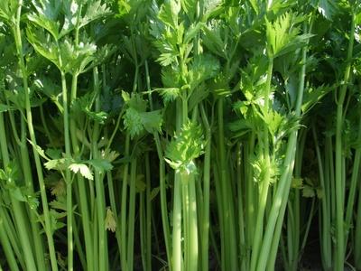 芹菜根可以种出芹菜吗，芹菜放冰箱保鲜里能保存多长时间（芹菜根种植方法）
