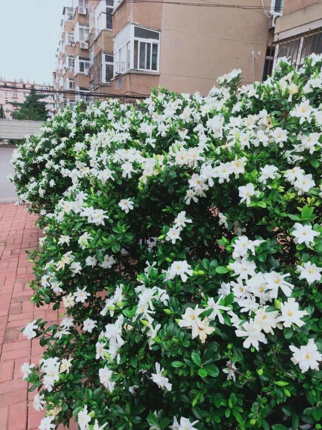 最香的花排名第一名，中国十大最香的花排名（最香的“5种花”）