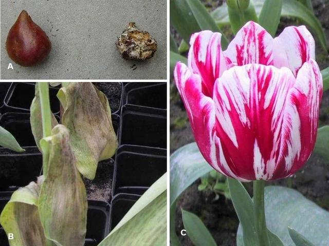 一品红图片，原来市场上的一品红都是带“病菌”的（植物大战僵尸2一品红图片）