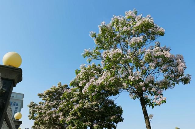 这是一种吉祥又神奇的植物，适合院子里种的4种树