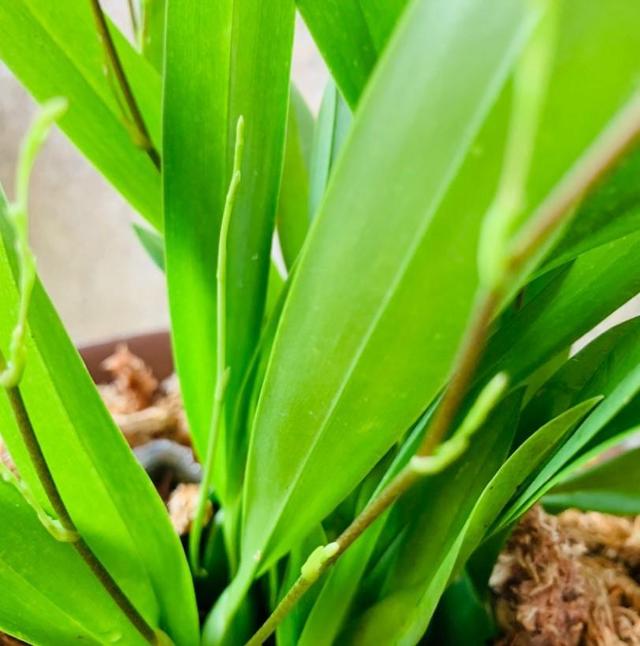好养的室内植物文心兰，家里养盆文心兰