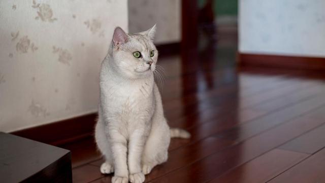 猫一窝能生几只，猫一年生几窝（猫咪生了5只小猫）