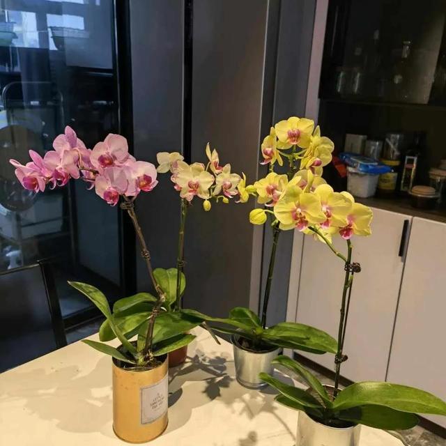 如何养好比利时杜鹃，如何养好比利时杜鹃品种（经验少的朋友别入“坑”）