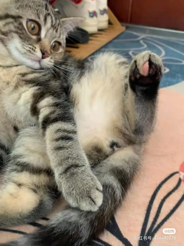 可爱表情包.抱我的小猫腿舔我的jio，微信头像，可爱表情包.抱我的小猫腿舔我的jio（却把评论区逼成了恋jio癖哈哈哈）