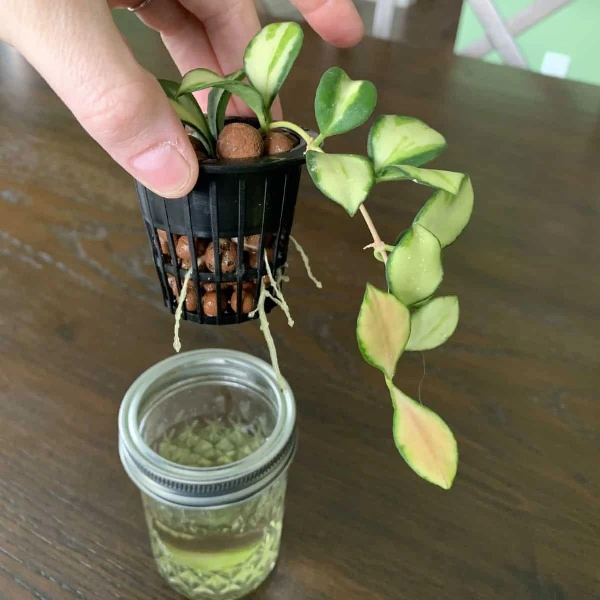 陶粒养花有什么妙用？（陶粒养花的优点）