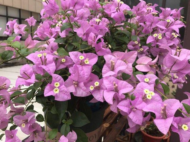 三角梅哪个品种最漂亮好看，三角梅哪个品种最勤开花？花开最美艳