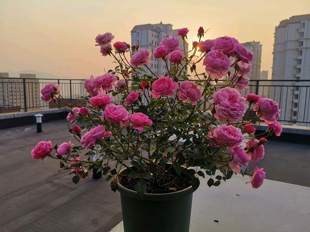 颜值高花期长的月季，七种优秀盆栽月季