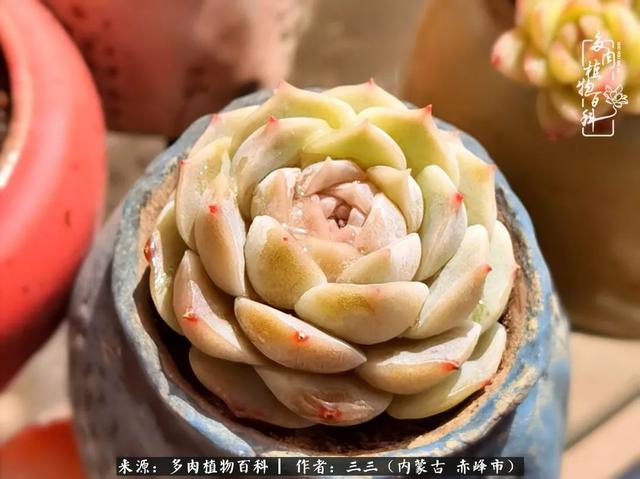 雪候鸟是什么意思，雪候鸟歌词表达什么意思（多肉于我从来不是锦上添花）