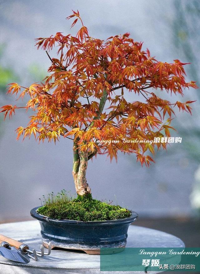 什么样的枫树填空。，什么的枫树填空词语二年级（增添了花园四季色彩之美）