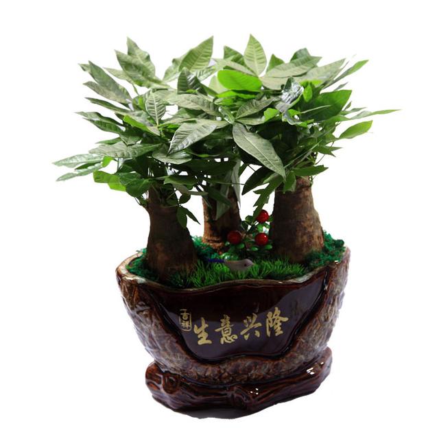 花的寓意象征，花的寓意（养了这么多年的花这些寓意你知道吗）