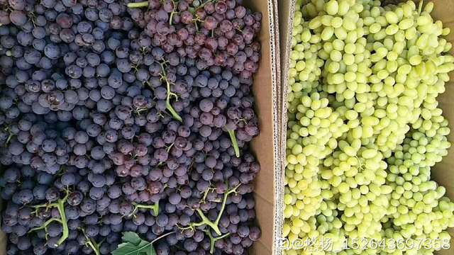 葡萄干怎么保存，葡萄干储存温度（葡萄干的制作方法太奇特）